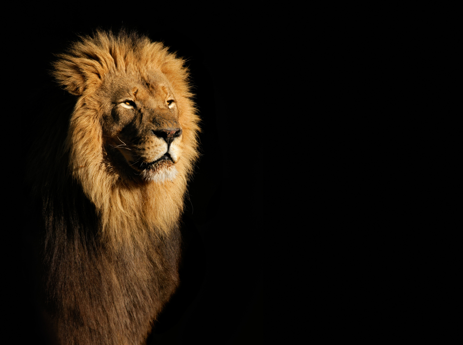 Dominant Lion